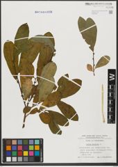 Foto von Salix hastata L.